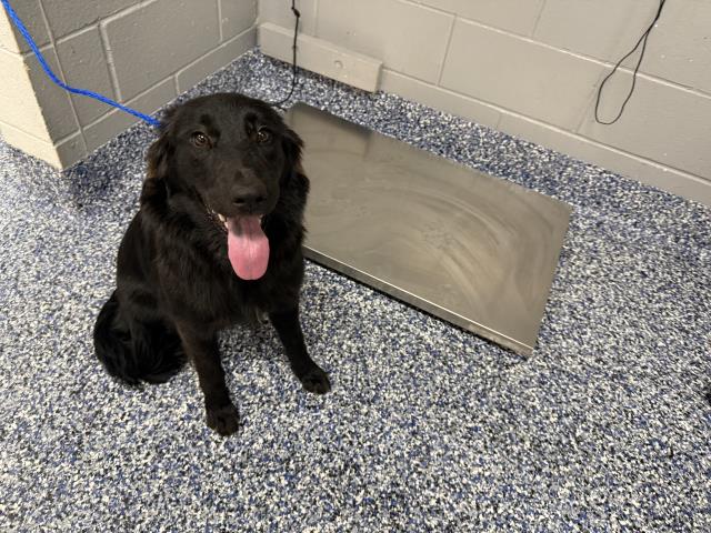 Shelter Stray Female Dog last seen BENNETT RD/ DILLON RD, 72050 Pet Land Pl, Thousand Palms, CA 92276, USA