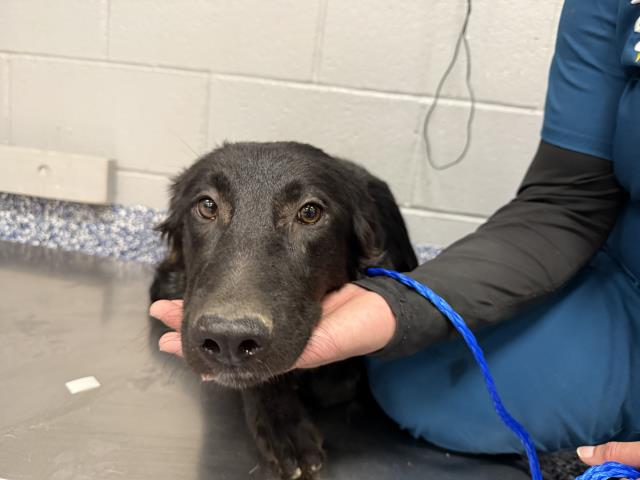 Shelter Stray Female Dog last seen BENNETT RD/ DILLON RD, 72050 Pet Land Pl, Thousand Palms, CA 92276, USA