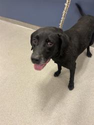 Shelter Stray Male Dog last seen Near BLOCK SW 95TH CT, 3599 NW 79th Ave, Doral, FL 33122, USA