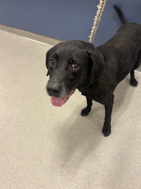 Shelter Stray Male Dog last seen Near BLOCK SW 95TH CT, 3599 NW 79th Ave, Doral, FL 33122, USA