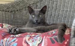 Lost Male Cat last seen Downing Ave / Wainwright / Eisenhower which are near S. Bascom Ave, San Jose, CA 95128