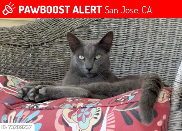 Lost Male Cat last seen Downing Ave / Wainwright / Eisenhower which are near S. Bascom Ave, San Jose, CA 95128