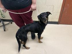Shelter Stray Male Dog last seen Near BLOCK N 4TH ST, 3839 W Burnham St, West Milwaukee, WI 53215, USA
