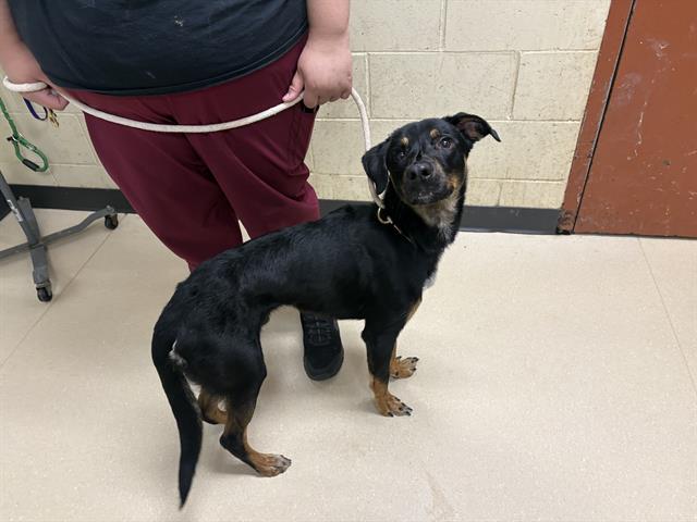 Shelter Stray Male Dog last seen Near BLOCK N 4TH ST, 3839 W Burnham St, West Milwaukee, WI 53215, USA