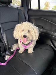 Found/Stray Female Dog last seen Forest and MLK, Denver, CO 80290