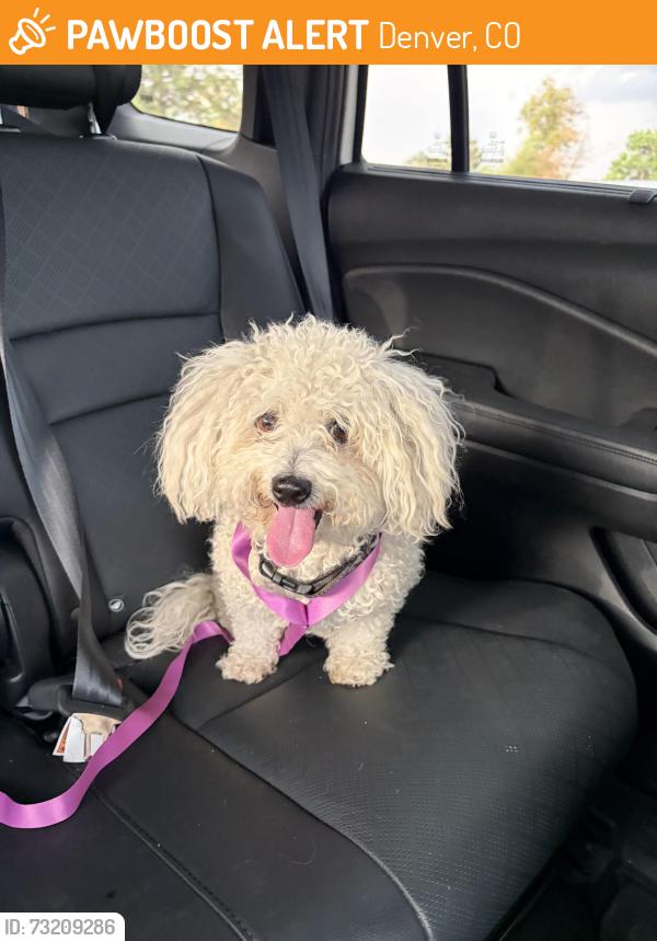 Found/Stray Female Dog last seen Forest and MLK, Denver, CO 80290