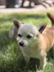 Reunited Male Dog last seen Near w Wyndemere drive, Boise, ID 83702