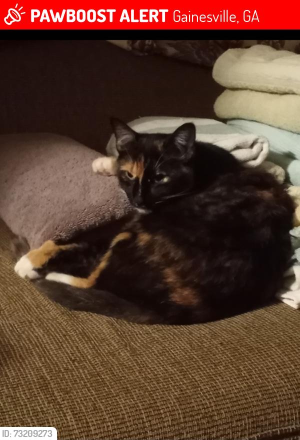 Lost Female Cat last seen Knight road, Gainesville, GA 30506