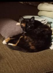 Lost Female Cat last seen Knight road, Gainesville, GA 30506