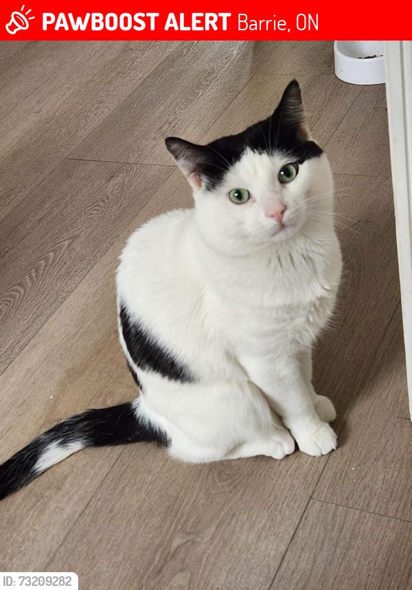 Lost Male Cat last seen Brown street, Barrie, ON 