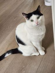 Lost Male Cat last seen Brown street, Barrie, ON 