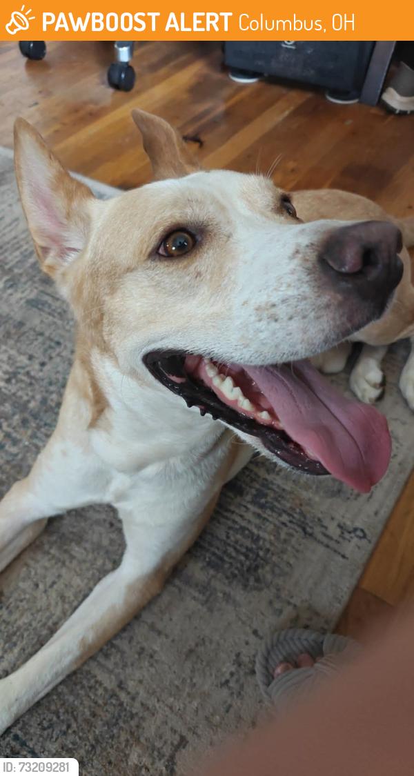 Found/Stray Male Dog last seen Evanston road Columbus Ohio, Columbus, OH 43232