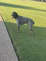 Found/Stray Male Dog last seen Vaquero Drive, North Country Estates, TX 77808
