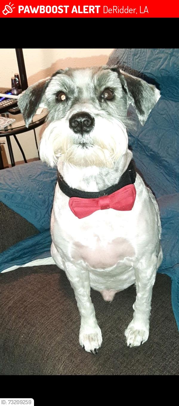 Lost Male Dog last seen Liliedahl road / Lewis road, DeRidder, LA 70634