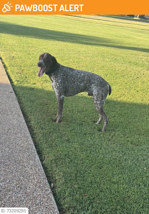Found/Stray Male Dog last seen Vaquero Drive, North Country Estates, TX 77808