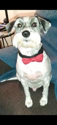Lost Male Dog last seen Liliedahl road / Lewis road, DeRidder, LA 70634