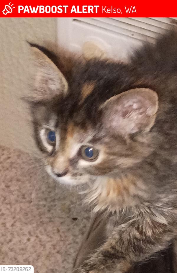 Lost Female Cat last seen Ash st, Kelso, WA 98626