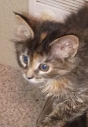 Lost Female Cat last seen Ash st, Kelso, WA 98626