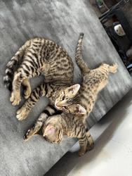 Lost Male Cat last seen Near & 377 near Tour 18, Flower Mound, TX 75022