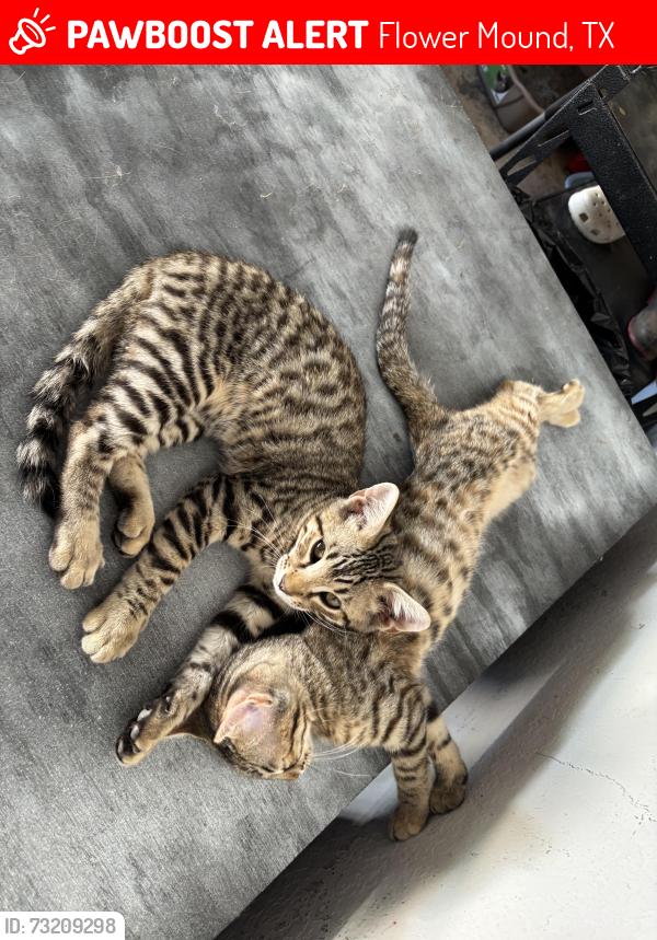Lost Male Cat last seen Near & 377 near Tour 18, Flower Mound, TX 75022