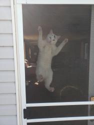 Lost Female Cat last seen Eder near the elementary school, Highland, IN 46322