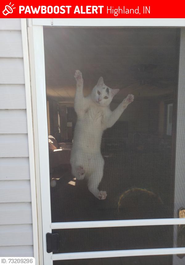 Lost Female Cat last seen Eder near the elementary school, Highland, IN 46322