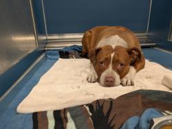 Shelter Stray Female Dog last seen Near BLOCK MICHIGAN AVE, DETROIT MI 48210, 7401 Chrysler Dr, Detroit, MI 48211, USA