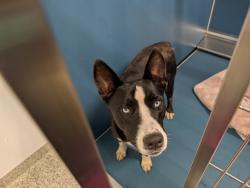Shelter Stray Male Dog last seen Near BLOCK DEQUINDRE ST, DETROIT MI 48234, 7401 Chrysler Dr, Detroit, MI 48211, USA