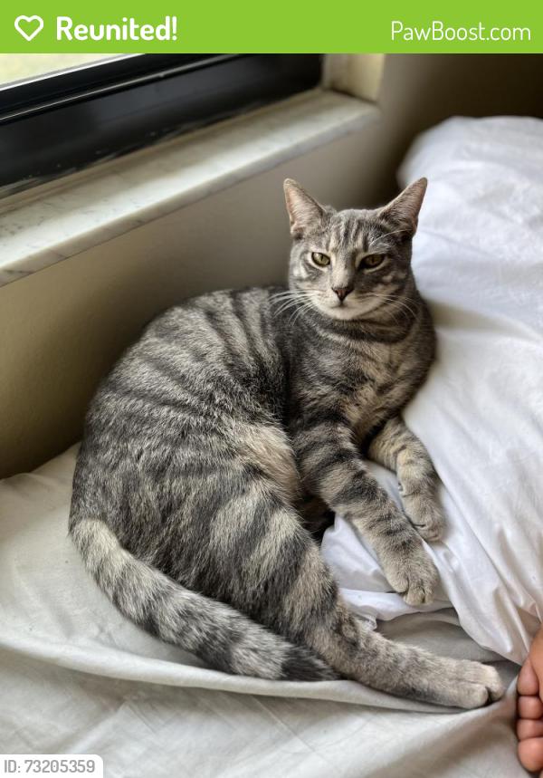 Reunited Male Cat last seen Near N lockwood Ridge rd, Sarasota Fl 34237, Sarasota, FL 34237