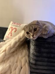 Lost Female Cat last seen By brick yard, Chicago, IL 60634