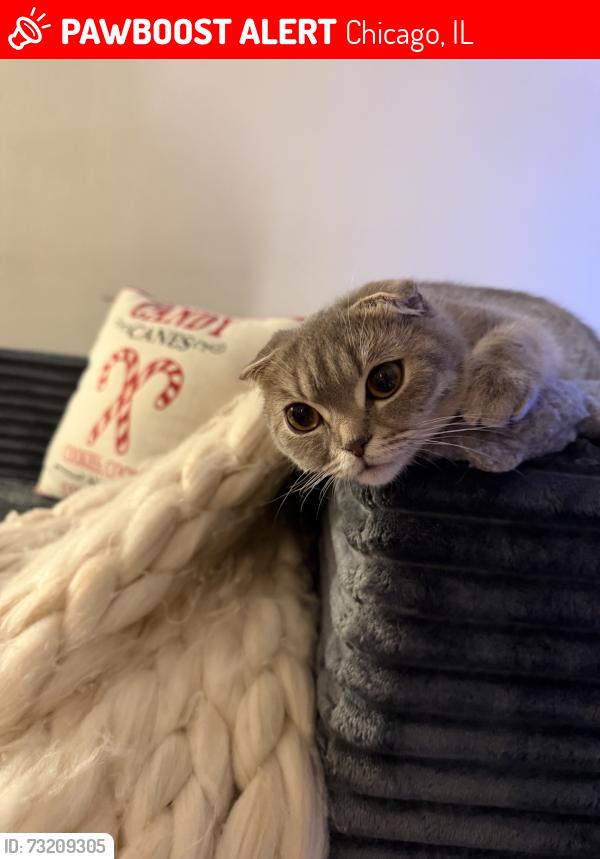 Lost Female Cat last seen By brick yard, Chicago, IL 60634