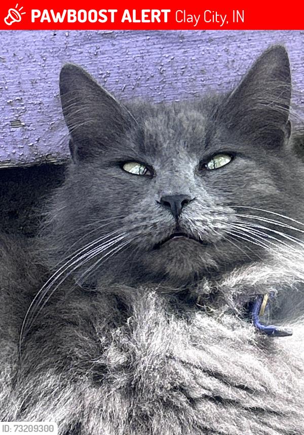 Lost Male Cat last seen Casey’s general store, Clay City, IN 47841