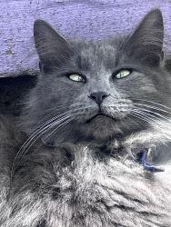 Lost Male Cat last seen Casey’s general store, Clay City, IN 47841
