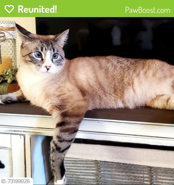Reunited Male Cat last seen Abelia St, Anderson Rd, Rapid City, SD 57703
