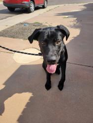 Found/Stray Male Dog last seen W 50th Ave and Tejon Street, Denver, CO 80221