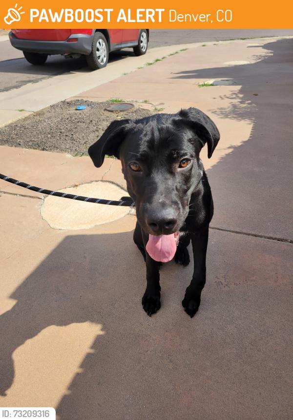 Found/Stray Male Dog last seen W 50th Ave and Tejon Street, Denver, CO 80221