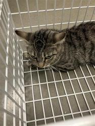 Shelter Stray Unknown Cat last seen Near BLOCK N CEDAR AVE, FRESNO CA 93703 4366, 5277 E Airways Blvd, Fresno, CA 93727, USA