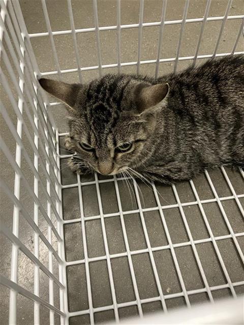 Shelter Stray Unknown Cat last seen Near BLOCK N CEDAR AVE, FRESNO CA 93703 4366, 5277 E Airways Blvd, Fresno, CA 93727, USA