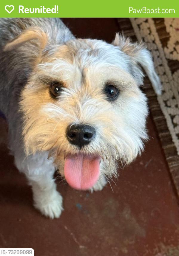 Reunited Female Dog last seen Near st avenue, Chula Vista, CA 91910