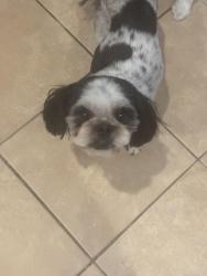 Found/Stray Male Dog last seen 107Ave & Beardsley, Peoria, AZ 85373