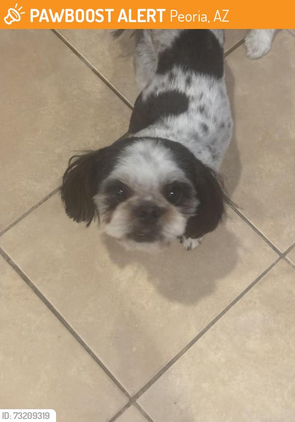 Found/Stray Male Dog last seen 107Ave & Beardsley, Peoria, AZ 85373