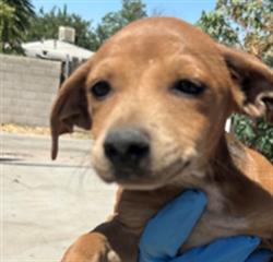 Shelter Stray Male Dog last seen Near BLK WATTS DR, BAKERSFIELD, CA, 201 S Mt Vernon Ave, Bakersfield, CA 93307, USA