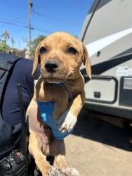 Shelter Stray Male Dog last seen Near BLK WATTS DR, BAKERSFIELD, CA, 201 S Mt Vernon Ave, Bakersfield, CA 93307, USA