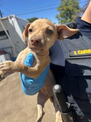 Shelter Stray Female Dog last seen Near BLK WATTS DR, BAKERSFIELD, CA, 201 S Mt Vernon Ave, Bakersfield, CA 93307, USA