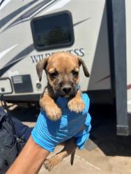 Shelter Stray Male Dog last seen Near BLK WATTS DR, BAKERSFIELD, CA, 201 S Mt Vernon Ave, Bakersfield, CA 93307, USA
