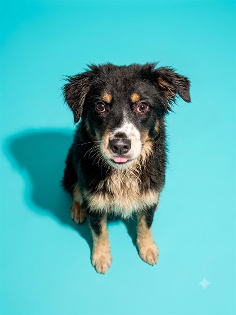 Shelter Stray Male Dog last seen Near BLOCK BAYMEADOWS RD, 2020 Forest St, Jacksonville, FL 32204, USA