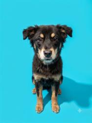 Shelter Stray Female Dog last seen Near BLOCK BAYMEADOWS RD, 2020 Forest St, Jacksonville, FL 32204, USA