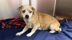 Shelter Stray Male Dog last seen EXIT OF 95 AND FOREST, 2020 Forest St, Jacksonville, FL 32204, USA