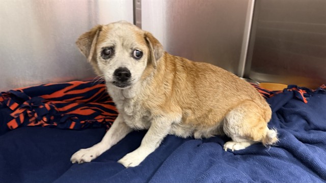 Shelter Stray Male Dog last seen EXIT OF 95 AND FOREST, 2020 Forest St, Jacksonville, FL 32204, USA