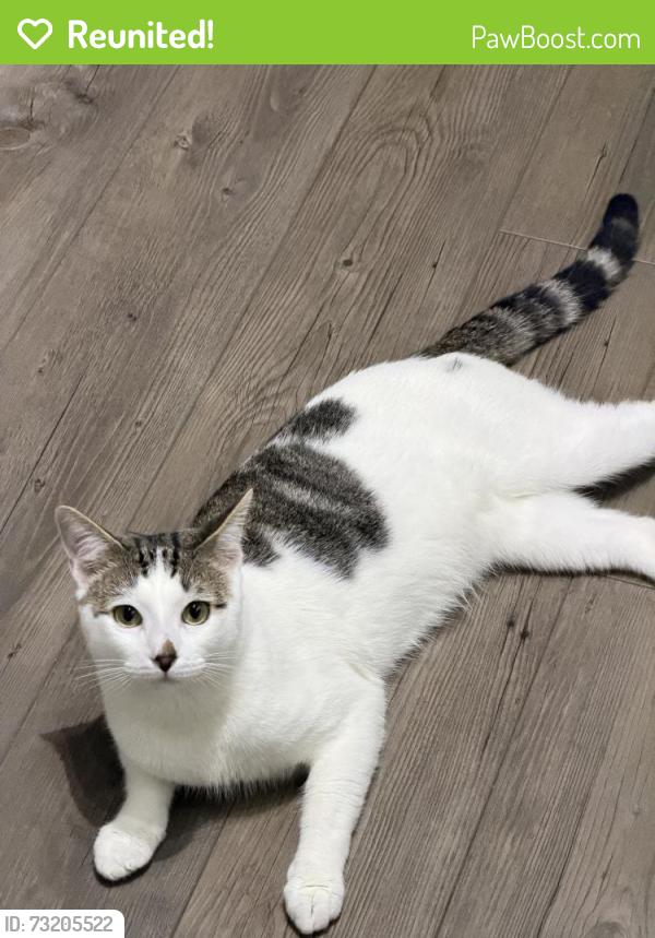 Reunited Male Cat last seen Near Victory Garden Dr, Tallahassee, FL 32301, USA, Tallahassee, FL 32301